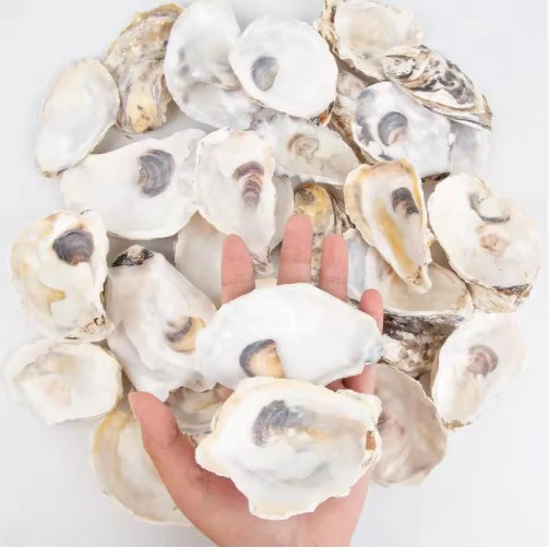 30pcs Oyster Shells With Pearl Bulk Natural Oyster Shells For Crafts DIY Arts Xmas Ornaments
