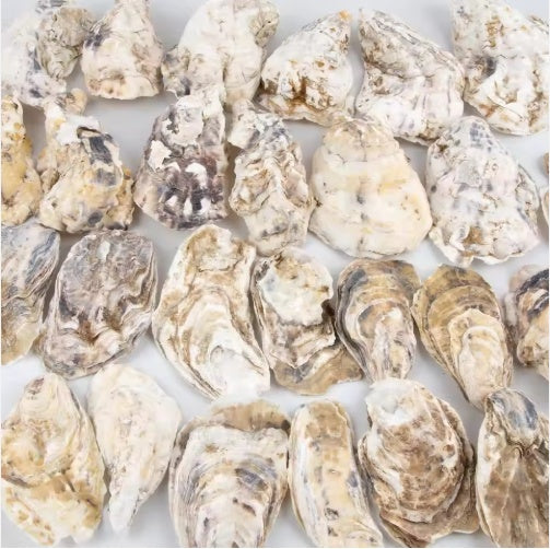 30pcs Oyster Shells With Pearl Bulk Natural Oyster Shells For Crafts DIY Arts Xmas Ornaments